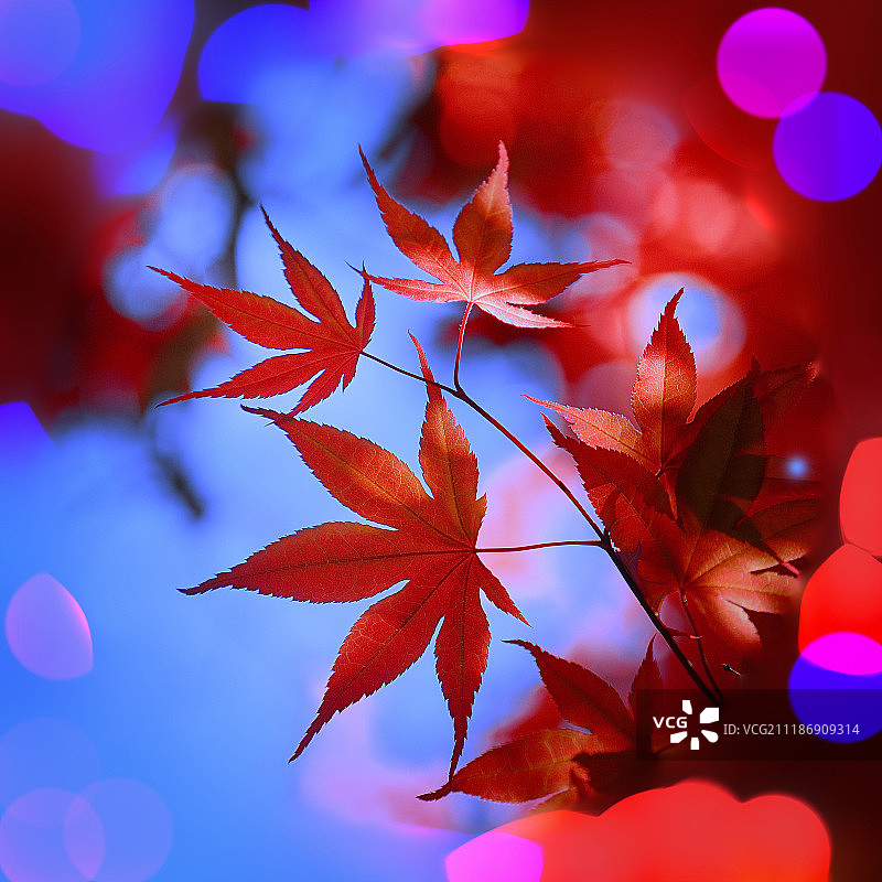 蓝天下的红色枫叶图片素材