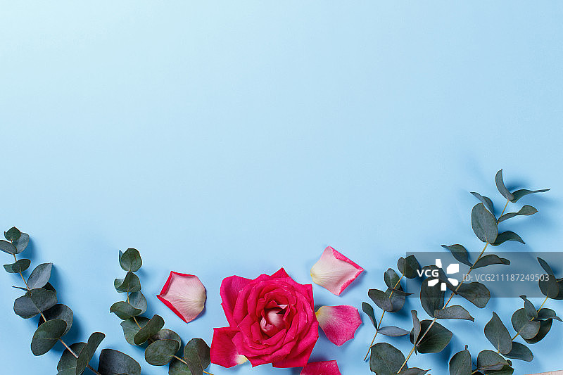 春天的玫瑰和花瓣组成图片素材