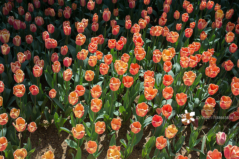 盛开的彩色郁金香花作为花卉背景图片素材