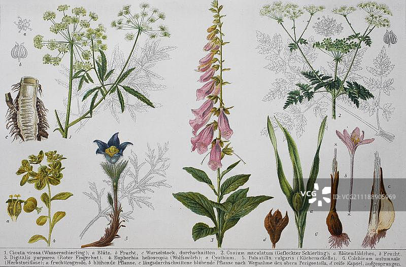 各种有毒植物的历史形象:金丝桃，针茅，洋地黄，大戟，白头翁，秋水仙，1890年，德国，欧洲图片素材