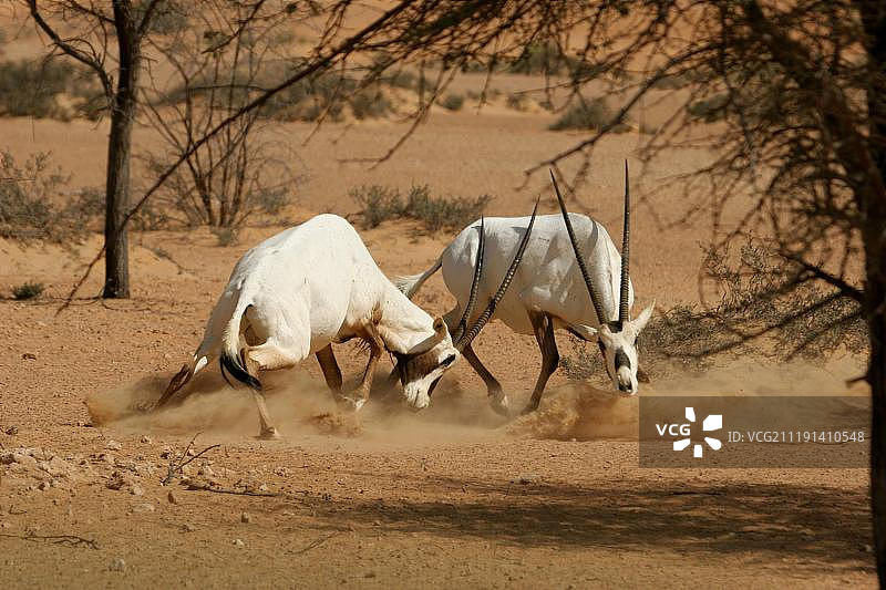 阿拉伯大羚羊(长尾大羚羊)，两个成年雄性对打，迪拜沙漠保护保护区，Al Maha，迪拜，阿拉伯联合酋长国图片素材
