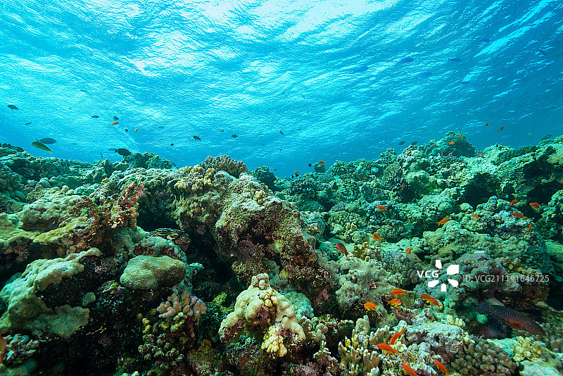 红海珊瑚礁图片素材