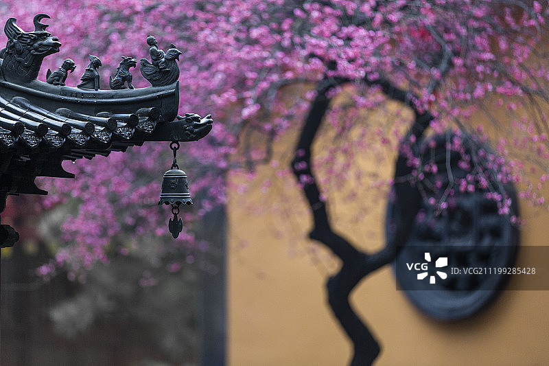 浙江湖州寺庙内的梅花图片素材