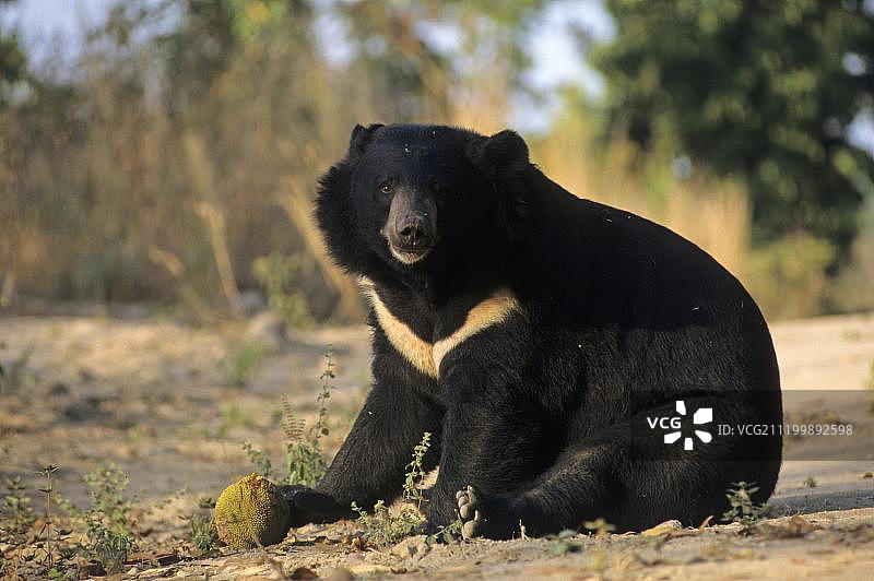亚洲黑熊(黑熊)，成体，以菠萝蜜为食，圈养图片素材
