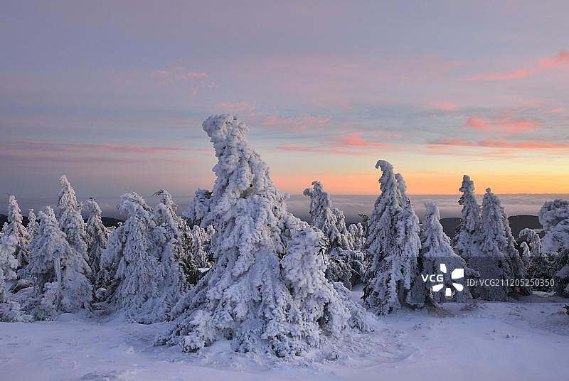 欧洲，德国，萨克森-安哈尔特，哈尔茨国家公园，落日余晖中，布罗肯山上白雪覆盖的云杉图片素材