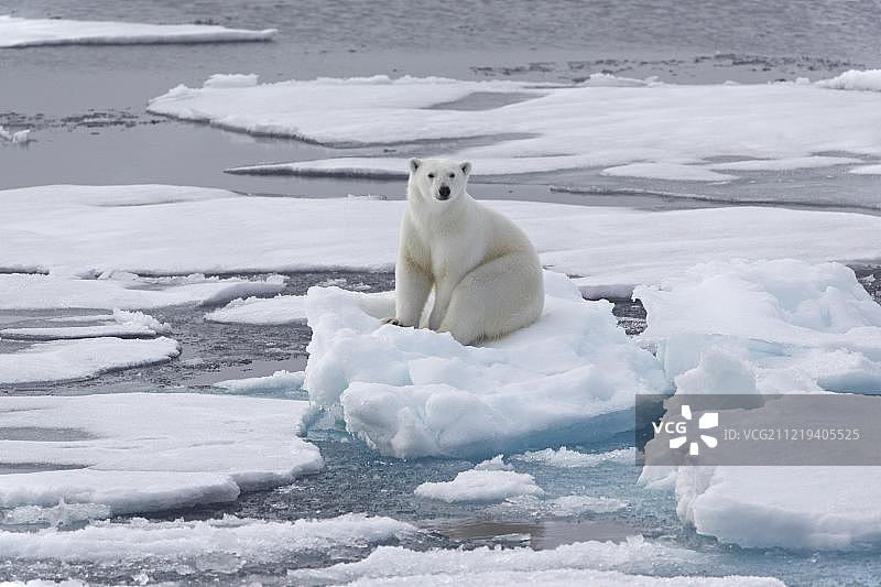 北极熊(Ursus maritimus)，年轻的动物坐在浮冰上，弗朗茨约瑟夫地，俄罗斯，欧洲图片素材