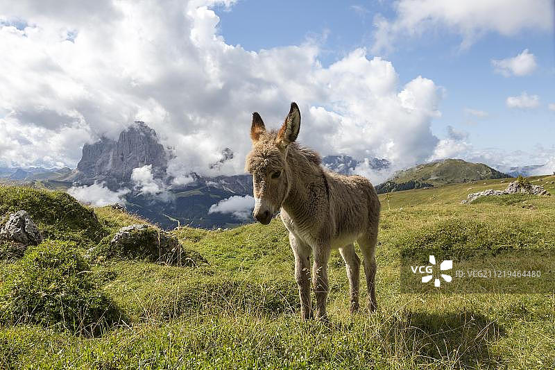 在南蒂洛尔阿尔卑斯山脉，白云石，南蒂洛尔阿尔卑斯草原上的驴子图片素材