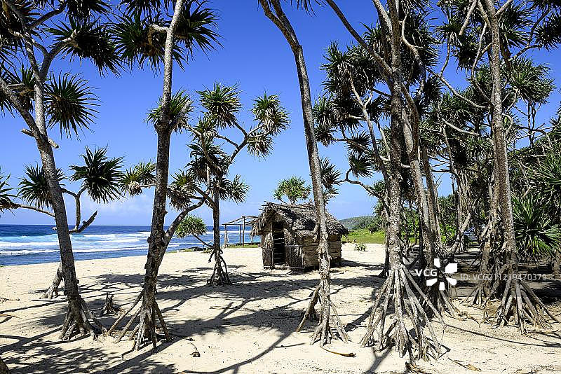 大洋洲，南大洋，瓦努阿图，坦纳岛，白沙滩上的一种带有气生根的红树林图片素材