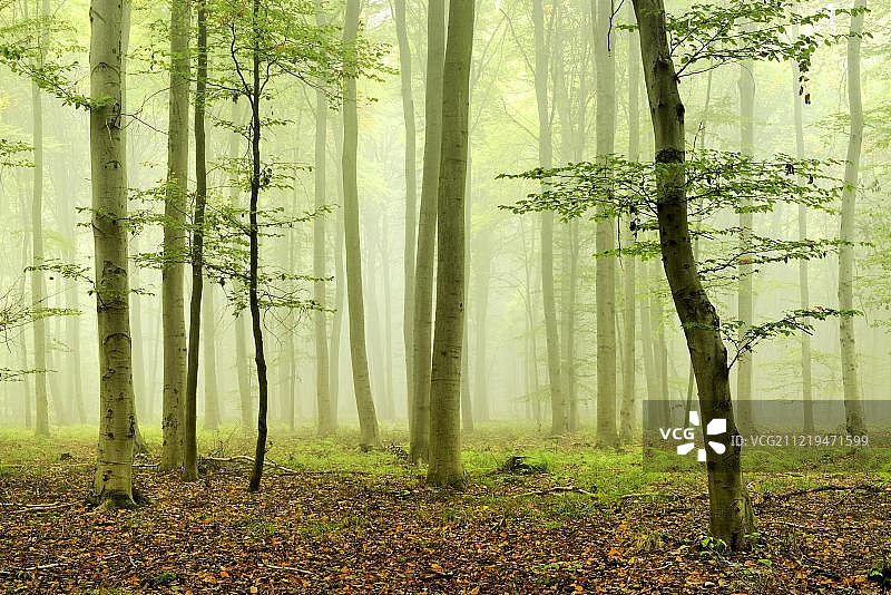 接近自然的山毛榉林(Fagus)，雾，靠近瑙姆堡，萨克森-安哈尔特，德国，欧洲图片素材