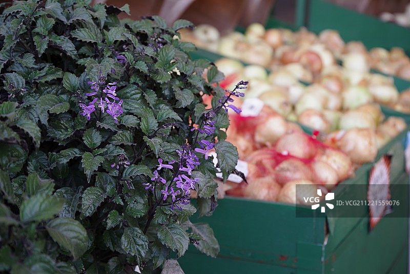 新鲜的农民市场，洋葱生产和鲜花摊位图片素材