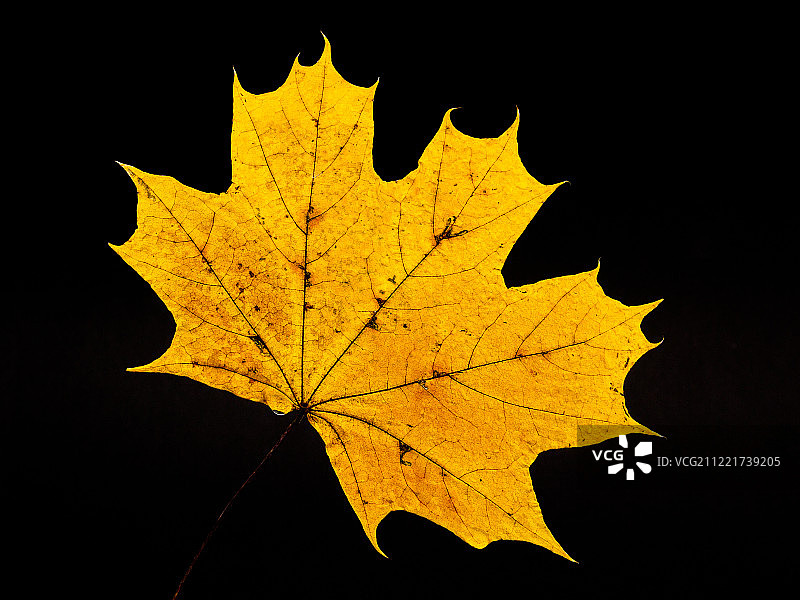 金色的叶子背景图片素材