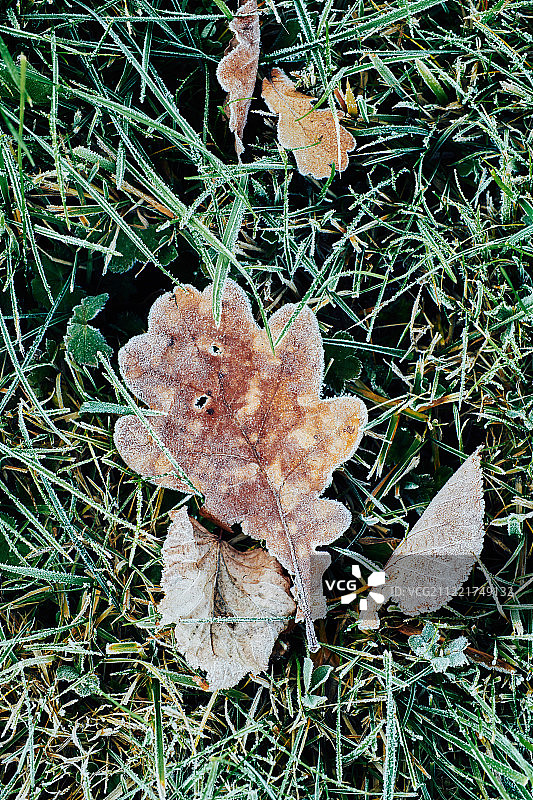 美丽的落叶覆霜图片素材