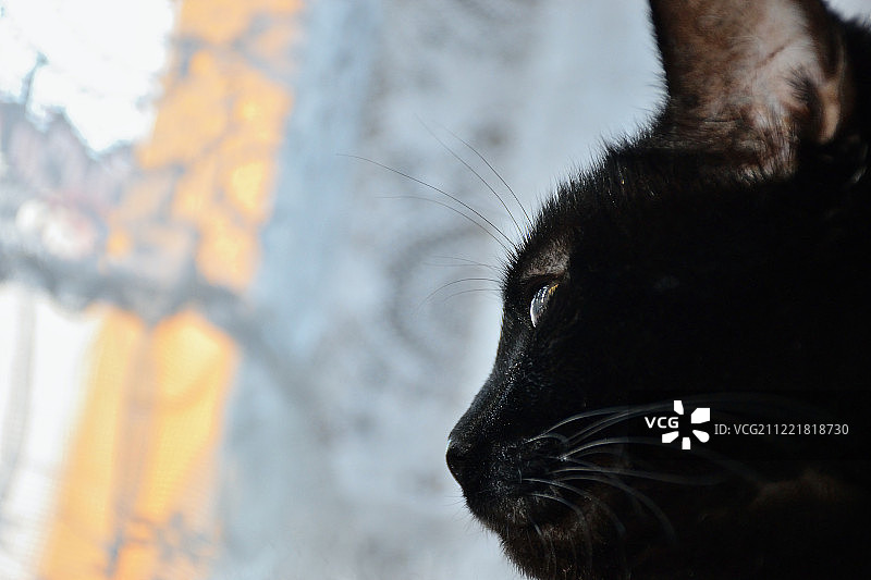 捷克乔穆托夫——2018年11月28日:一只名叫Violka的黑猫正透过窗户向外看图片素材
