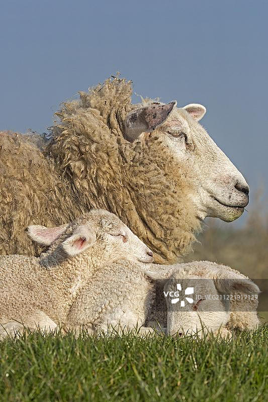 家养绵羊与羊羔，西施，西施，埃德斯泰特，北弗里斯兰，石勒苏益格-荷尔斯泰因，德国北部，德国，欧洲图片素材