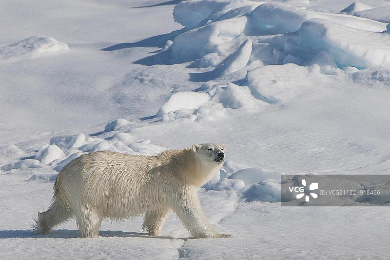 北极熊在冰上行走，斯匹次卑尔根岛，挪威，欧洲图片素材