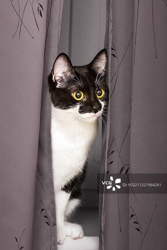 一只猫从窗帘后面向外张望。图片素材