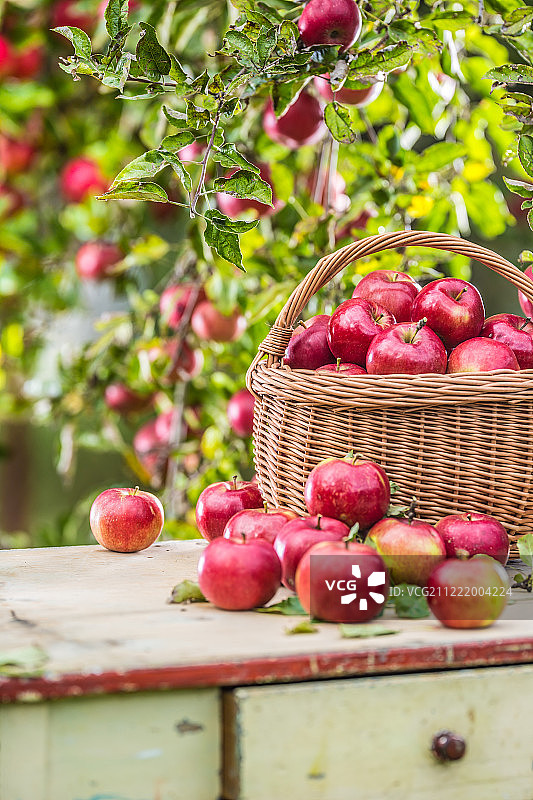 新鲜成熟的红苹果装在木篮子里放在花园的桌子上图片素材
