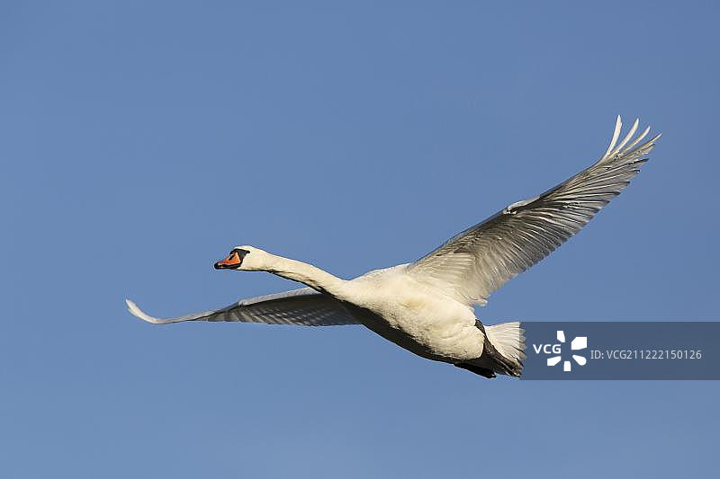 飞行中的疣牙天鹅(天鹅色)，梅克伦堡-西波美拉尼亚，德国，欧洲图片素材
