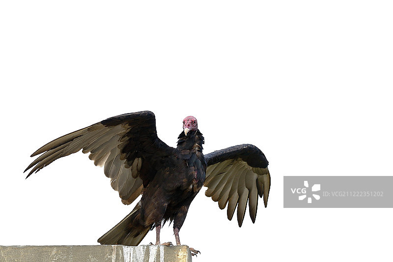 红头秃鹫(Cathartes Aura)图片素材