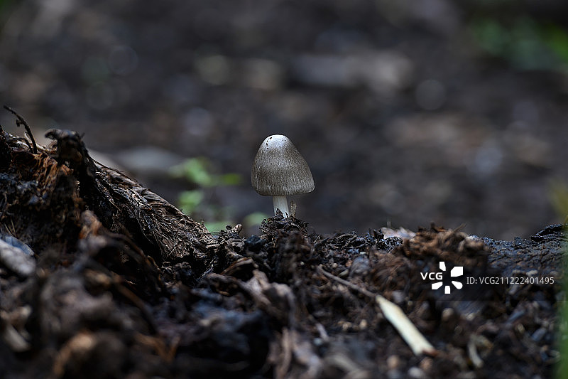 蘑菇植物灰白色图片素材
