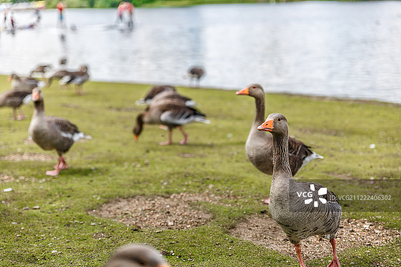 一些棕色的鸭子沿着河边散步图片素材