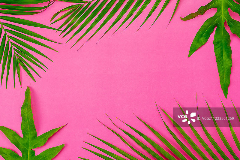 桌面俯视图航拍图像夏季假日背景概念平躺椰子或棕榈图片素材