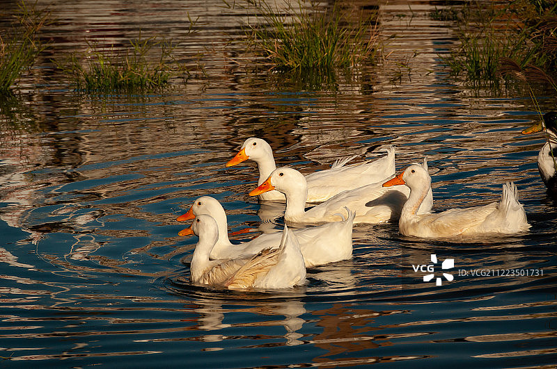 池塘里的鸭子图片素材