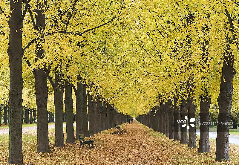 椴树(椴sp.)大道，秋叶，乔治根花园，汉诺威，下萨克森州图片素材