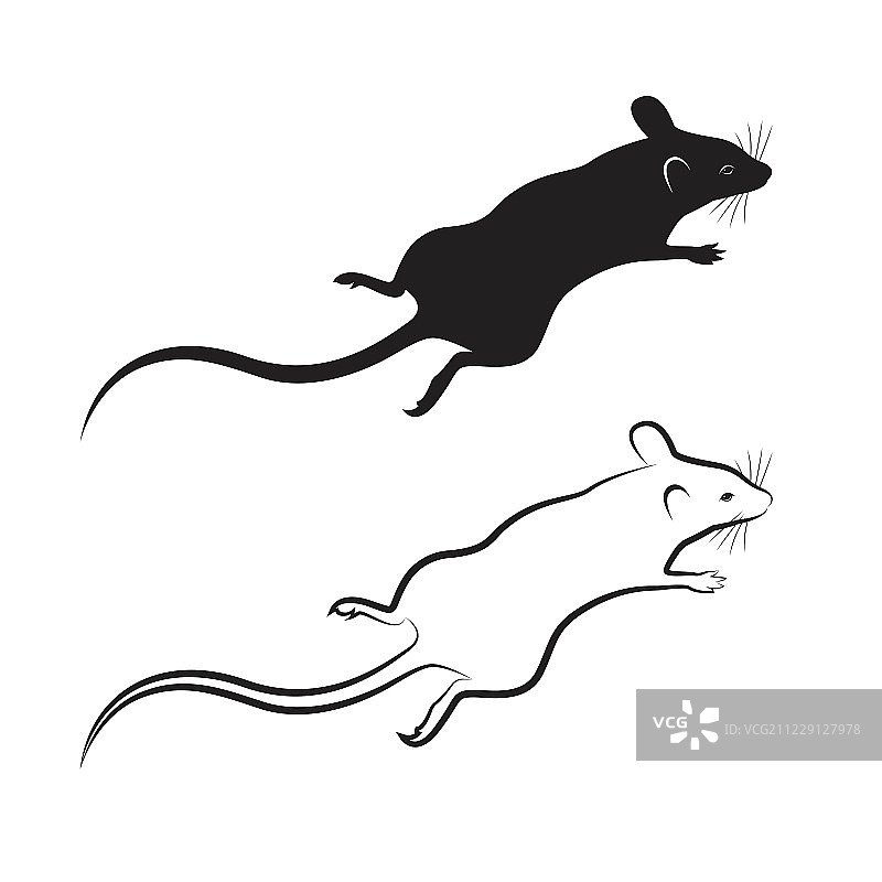 白色背景上的鼠设计矢量。哺乳动物的动物。图片素材