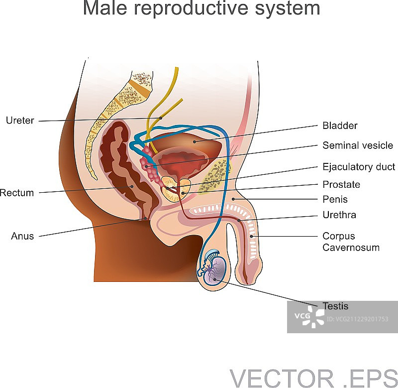 男性生殖系统。图片素材