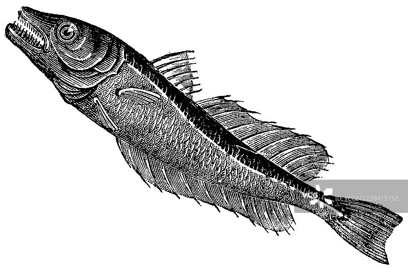 普通的欧洲黑鳕鱼，古雕刻图片素材