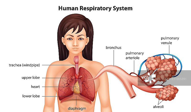 女性人体呼吸系统图片素材