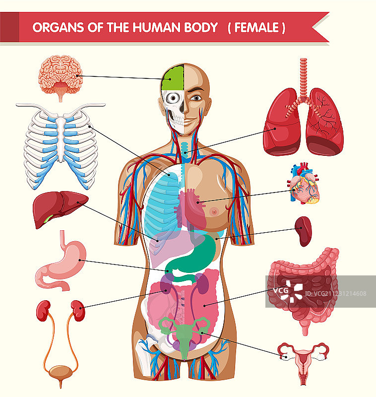人体结构图内脏 卡通图片