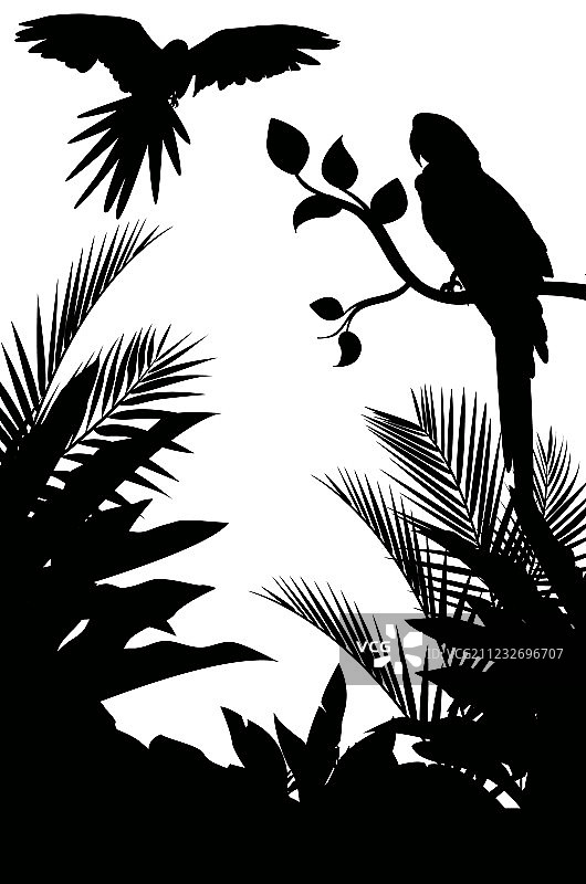 金刚鹦鹉和植物剪影图片素材