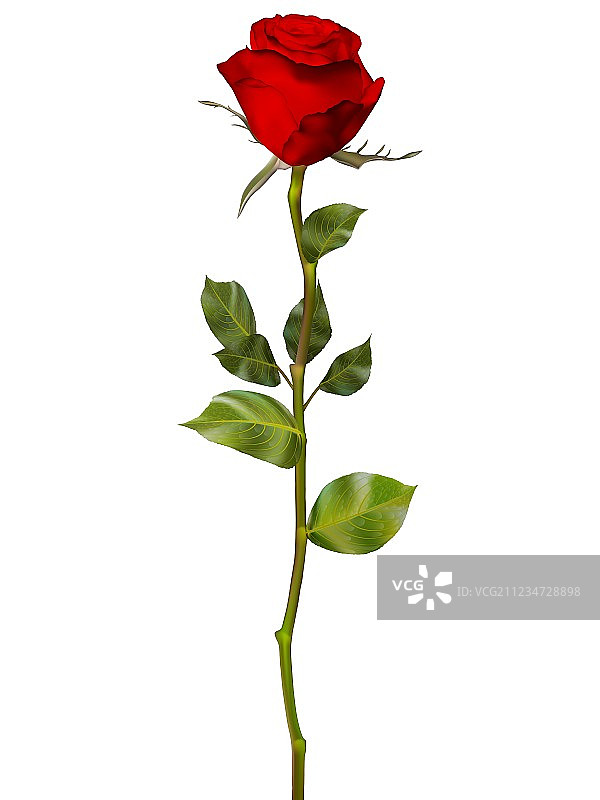 红玫瑰孤立在白色EPS 10图片素材