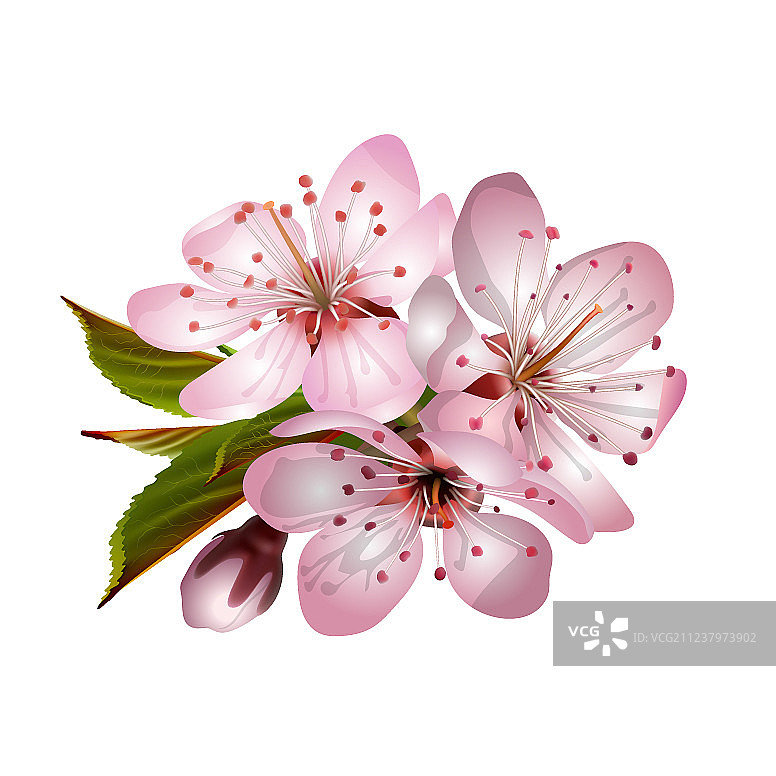 春天粉红色的樱花开了图片素材