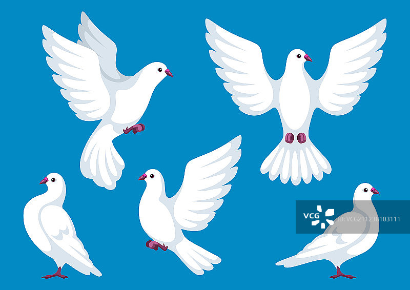 5只美丽的白鸽信仰图片素材