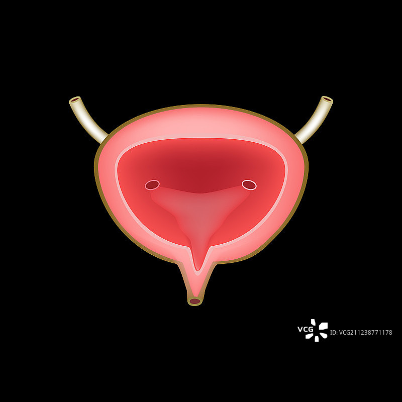 膀胱的解剖结构膀胱的解剖结构图片素材