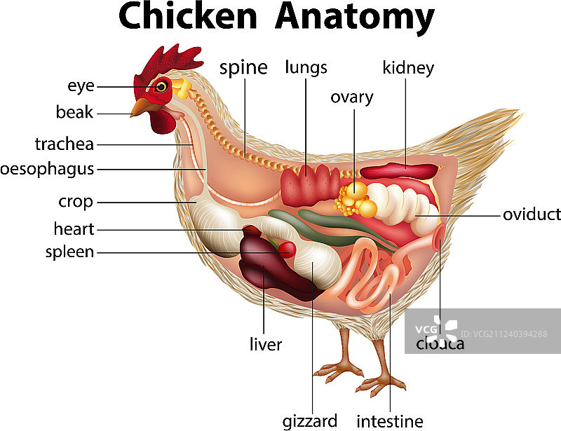 鸡的构造 器官图片