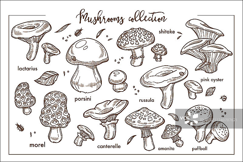 可食用和不可食用的成熟森林蘑菇图片素材