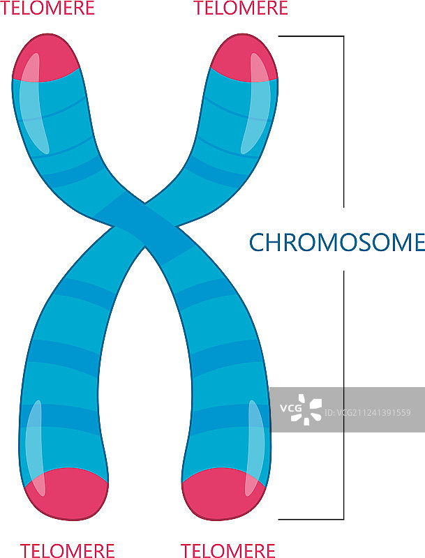 端粒是染色体的末端图片素材