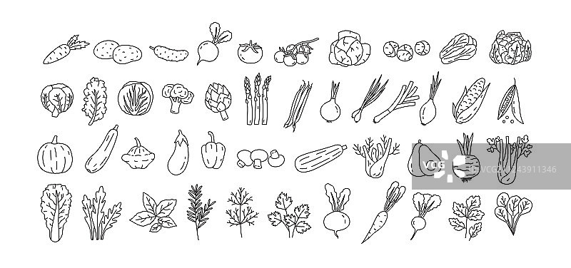 蔬菜束栽培根茎作物图片素材