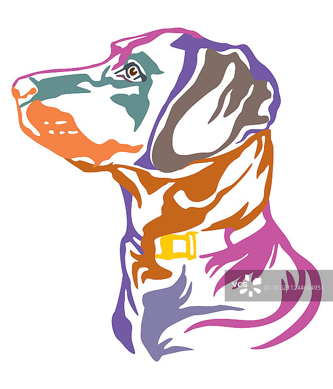 彩色装饰的拉布拉多狗肖像图片素材