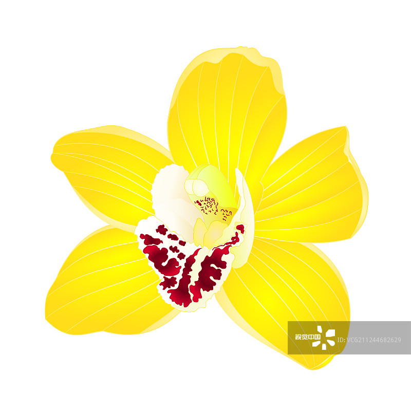 热带兰花兰花黄花写实图片素材