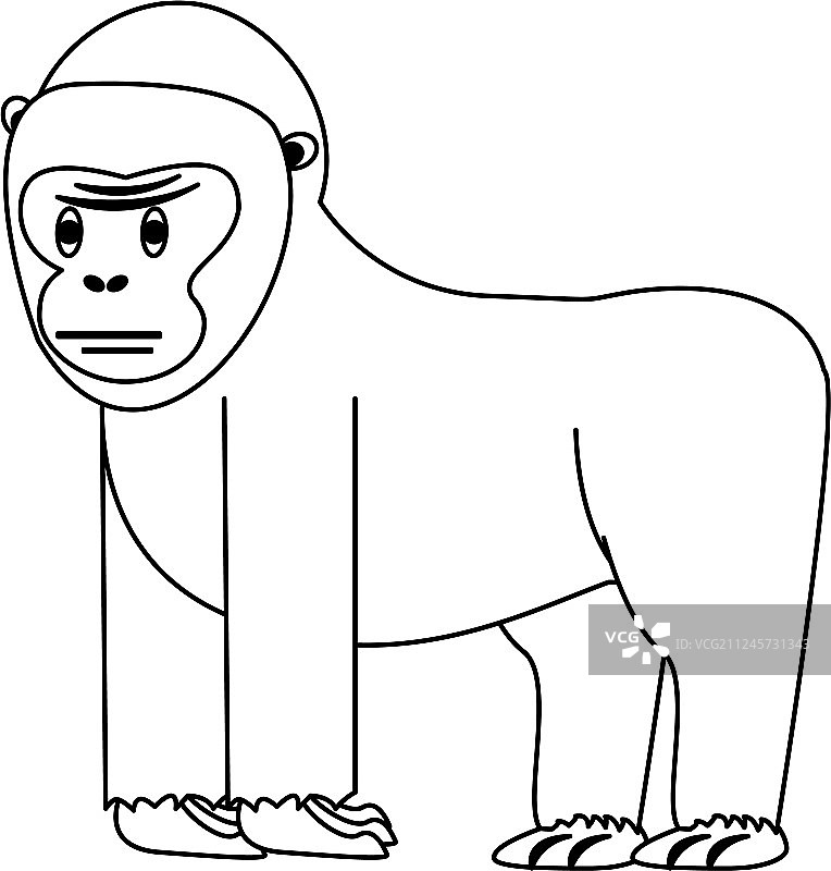 猿猴是野生动物黑白相间图片素材