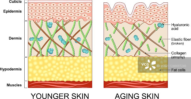 年轻肌肤和老化肌肤图片素材