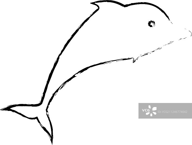 海豚的海洋动物图片素材