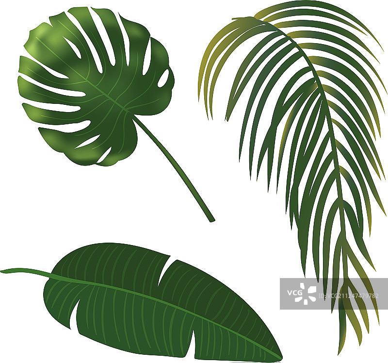 热带植物叶设置逼真的棕榈叶图片素材