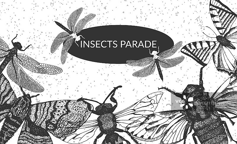 昆虫卡片模板与手绘野生图片素材