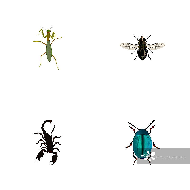 一套昆虫现实符号与昆虫蝎子图片素材